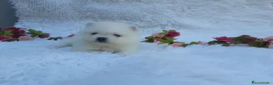 Pomerania 1