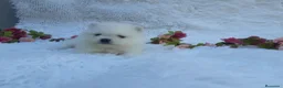 Pomerania perros en venta: PRECIOSO CACHORITO DE POMERANIA TOY   - Anuncio 6