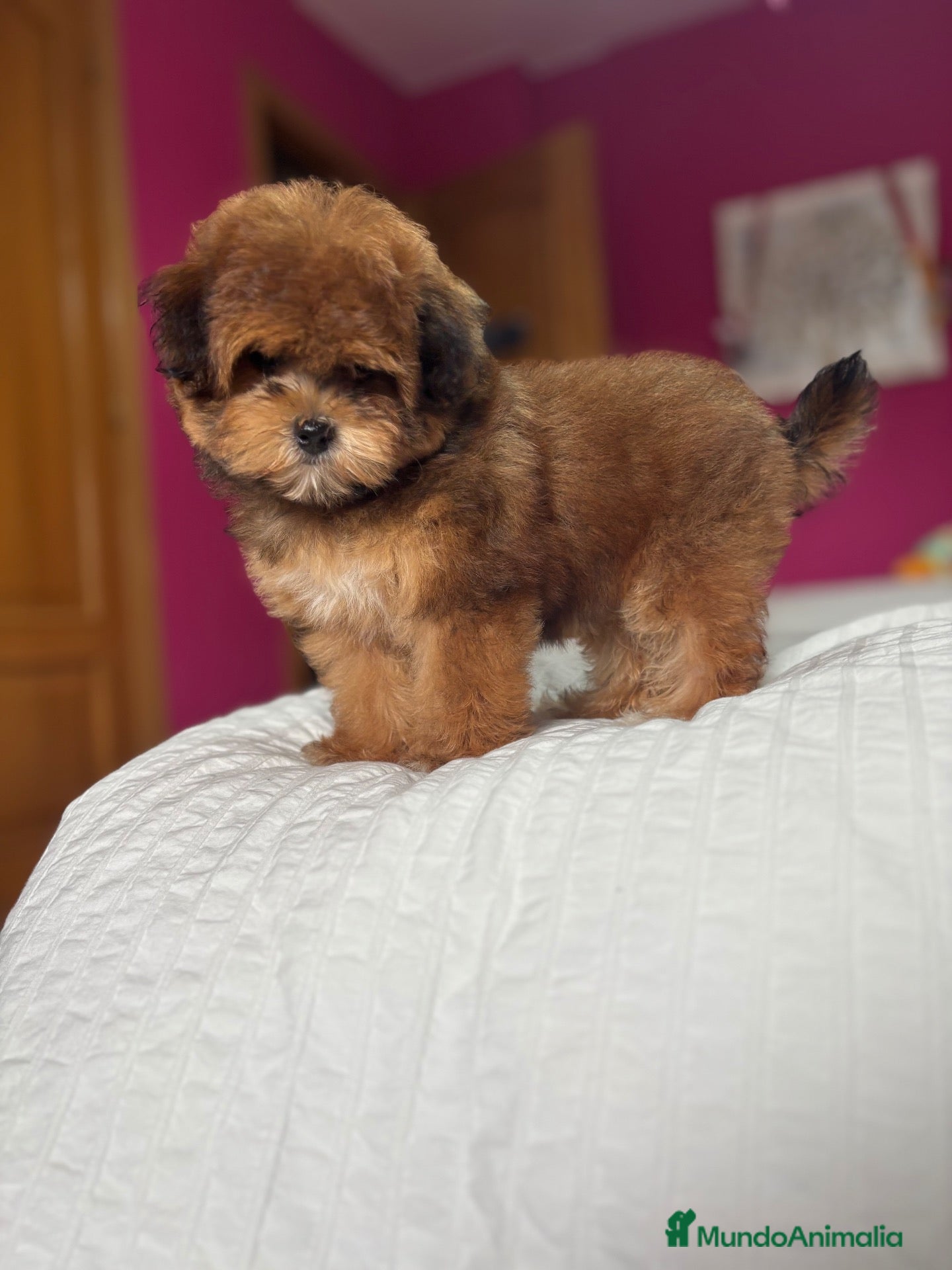 Maltipoo perros en venta: Maltipoo fotos actuales hembra toy!!! - Anuncio 1
