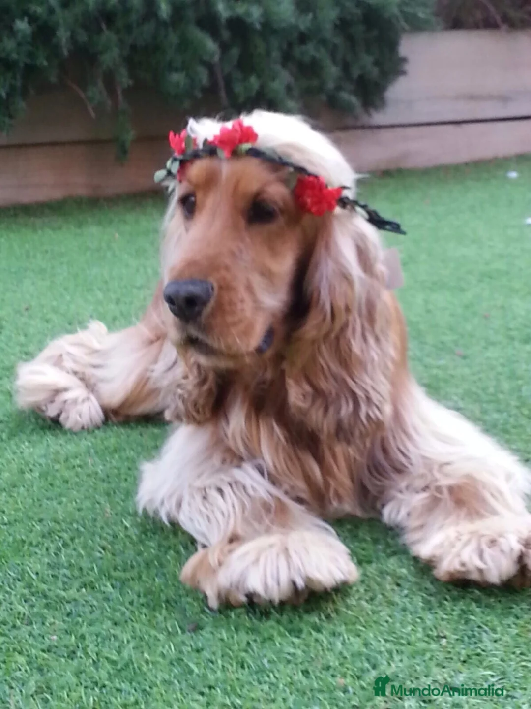 Imagen de galería {{count}}