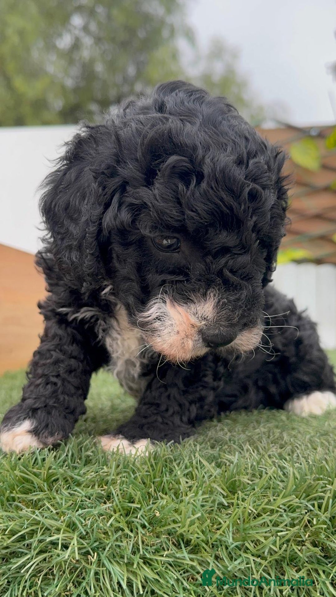 Perro de Agua Español perros en venta: PERRO DE AGUA HEMBRA RABONA - Anuncio 14