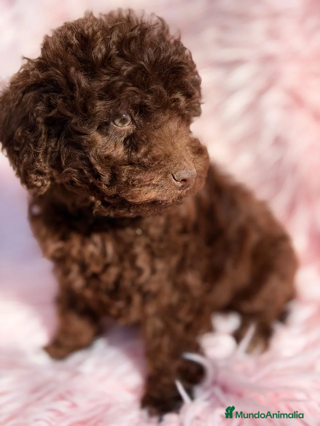 Perro de Agua Español perros en venta: PERRO DE AGUA ESPAÑOL CHOCOLATE  - Anuncio 4