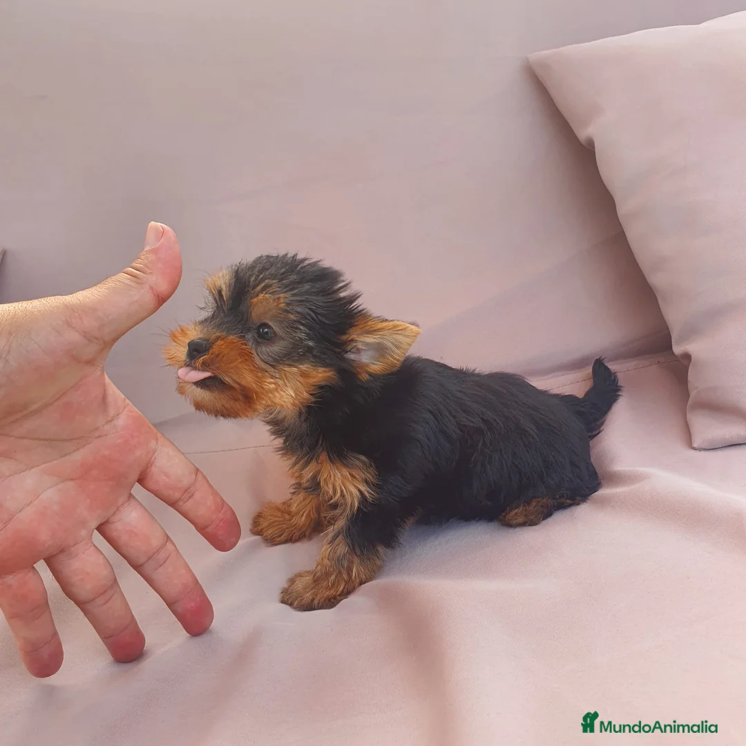 Yorkshire Terrier perros en venta: Yorkshire terrier hembra toy - Anuncio 2