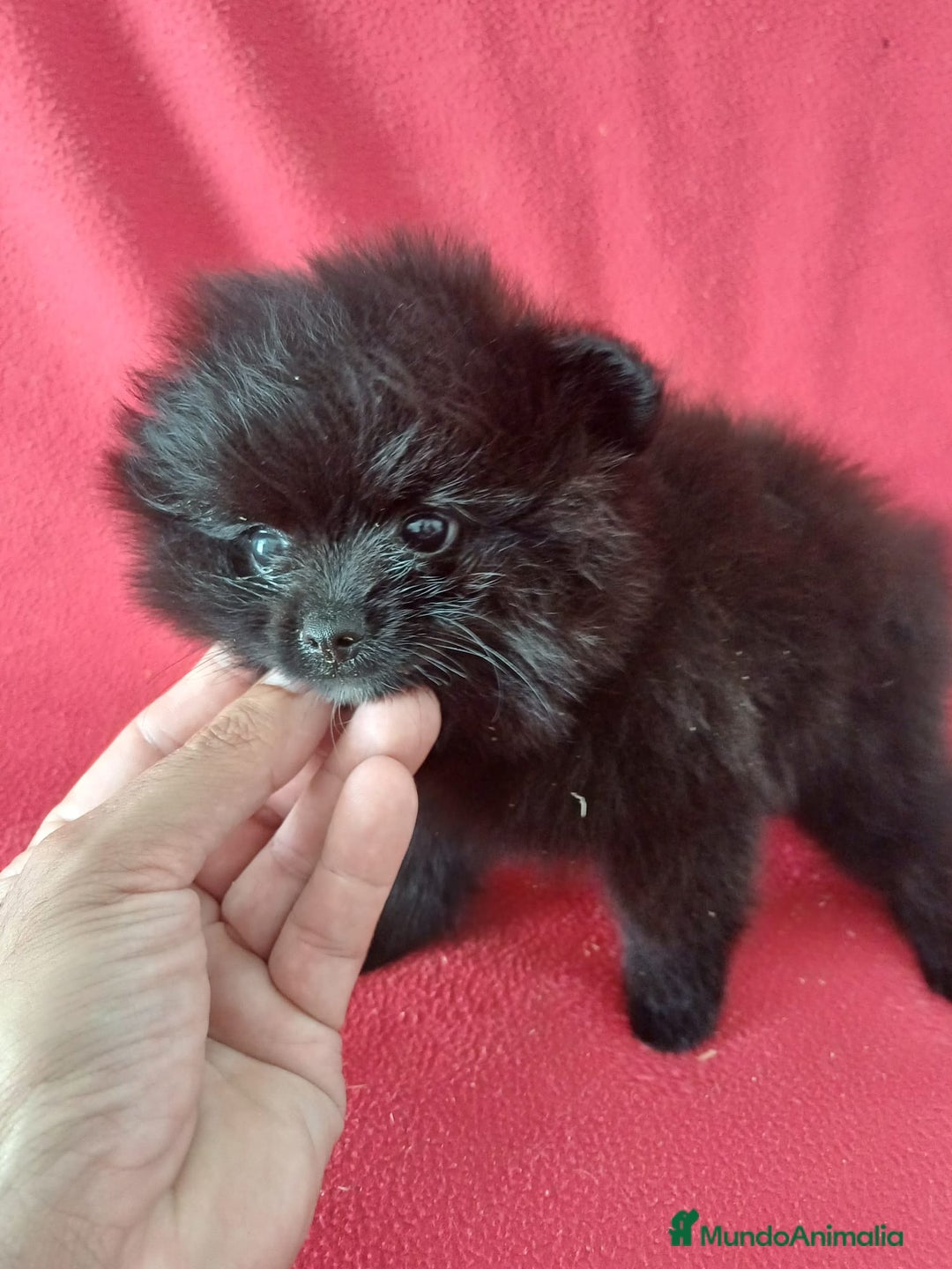 Pomerania perros en venta: Pomerania Mini  - Imagen 1