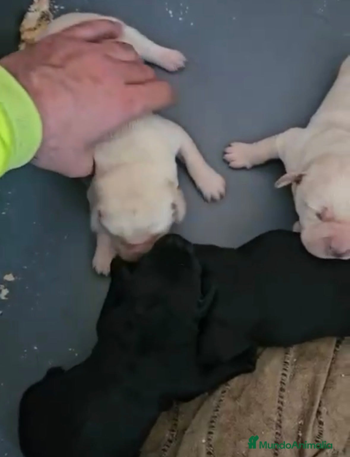 Labrador Retriever perros Espectacular camada de labrador retriever  - Anuncio 3