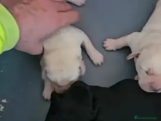 Labrador Retriever perros Espectacular camada de labrador retriever - Anuncio 3