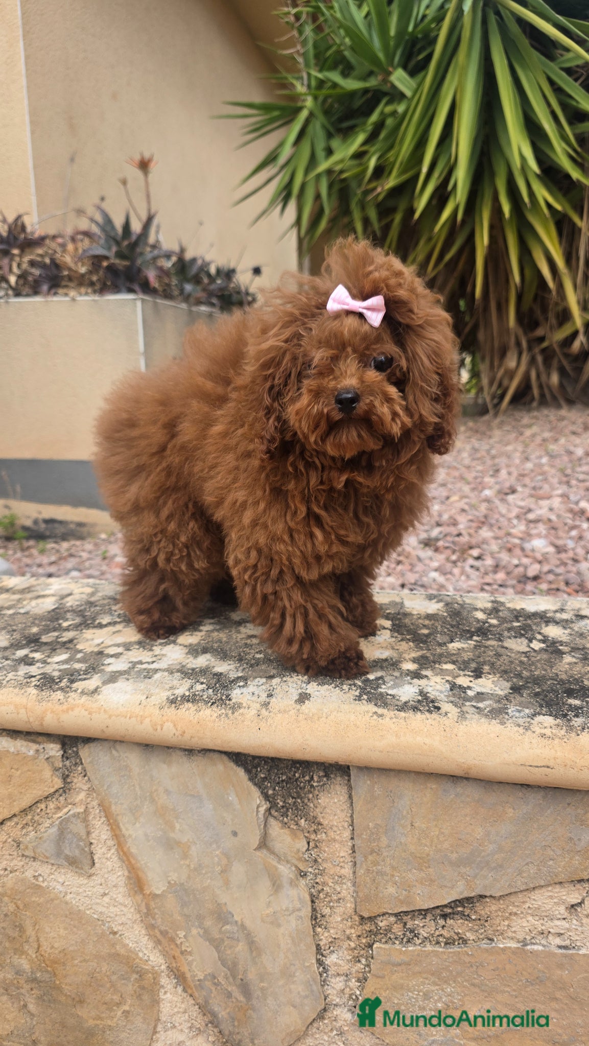 Caniche Toy perros Caniche asiatico teddy teacup  - Anuncio 1