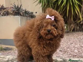 Caniche Toy perros Caniche asiatico teddy teacup - Anuncio 1