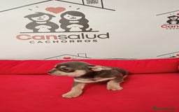 Chihuahua perros en venta: Chihuahua  - Anuncio 5