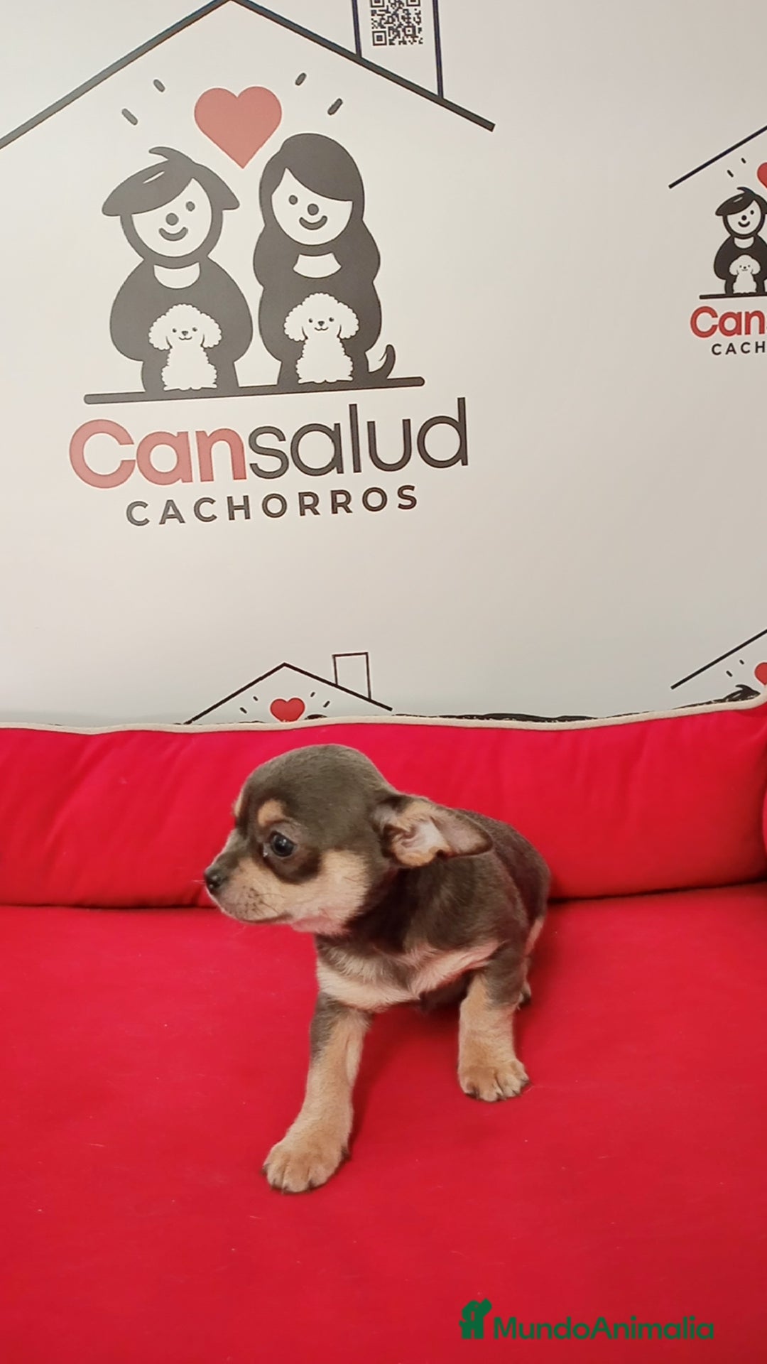 Chihuahua perros en venta: Chihuahua  - Anuncio 5