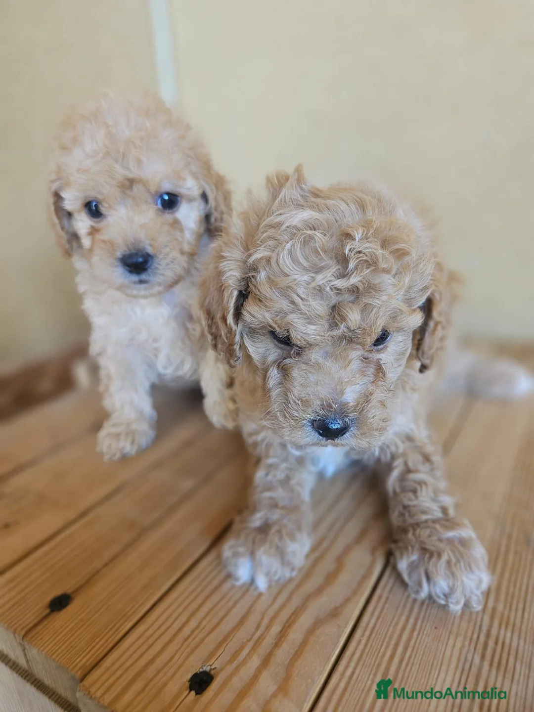 Caniche Toy perros en venta: Reserva tu caniche Prao Toro 🧡 en Madrid - Anuncio 17