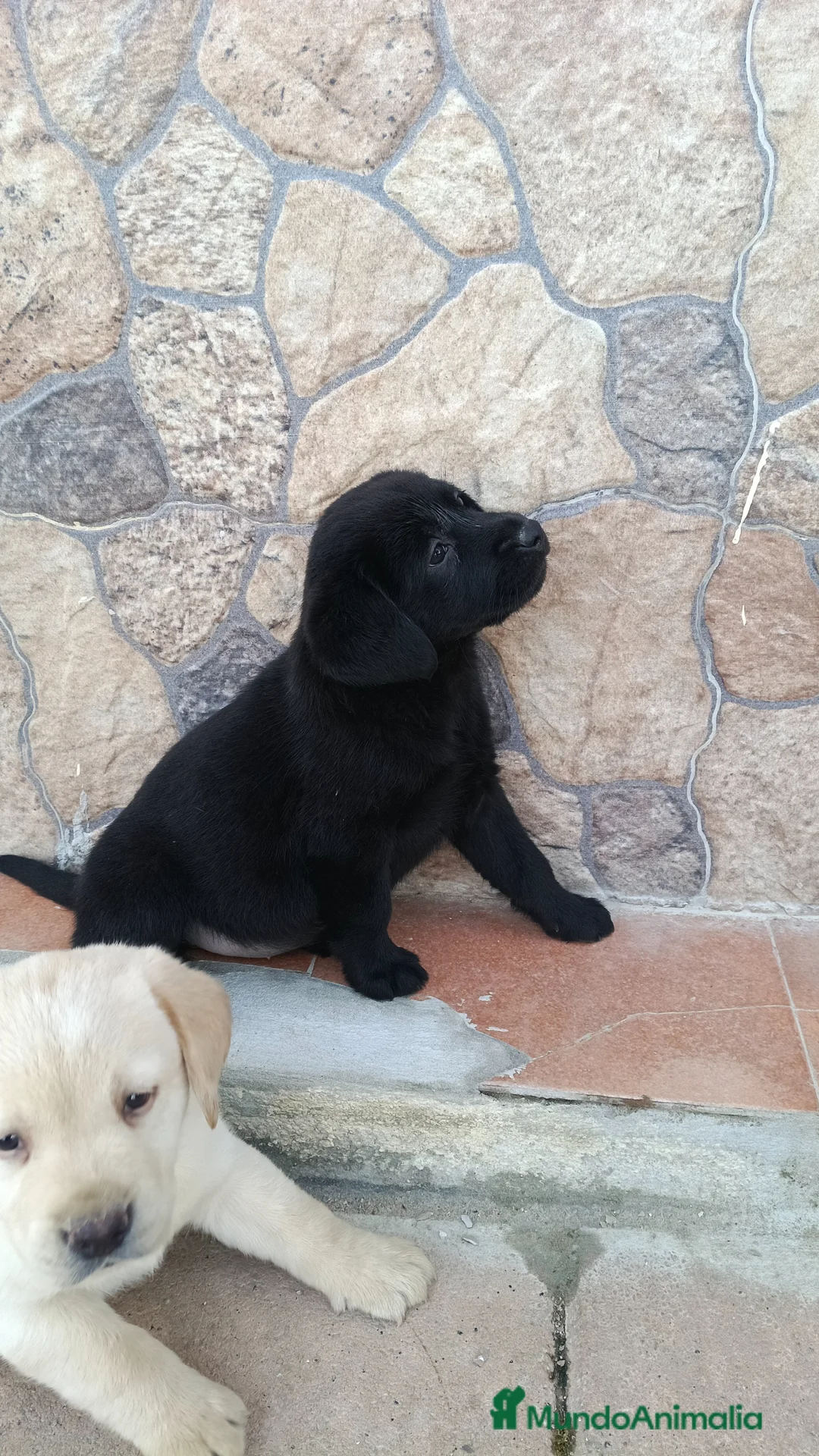 Labrador Retriever perros en venta: Hembra de labrador retriever  - Anuncio 3