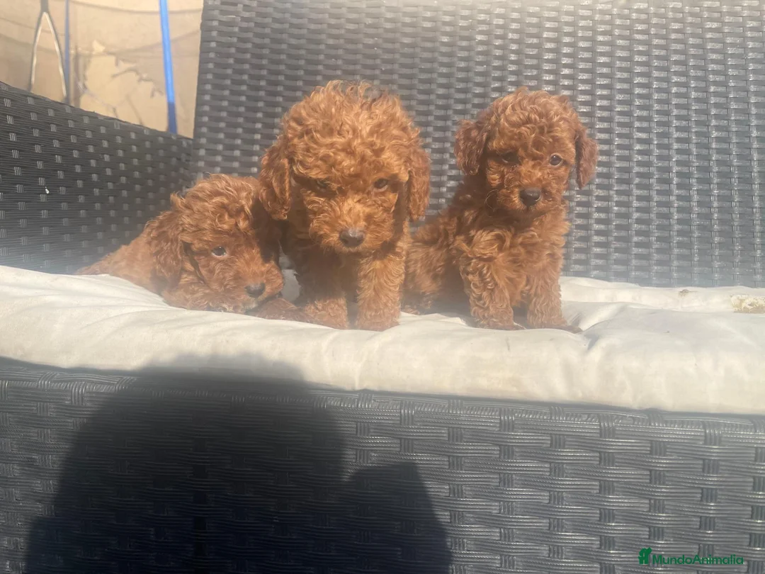 Caniche Toy perros en venta: caniche toy  - Anuncio 4