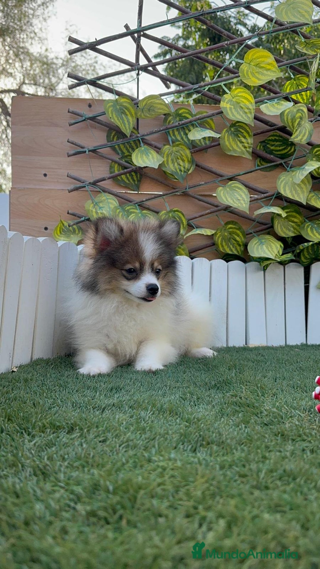 Pomerania perros en venta: POMERANIA MACHO. PRECIO REAL. Envio a toda España. - Imagen 4