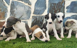 Whippet perros en venta: WHIPPET MACHOS - Imagen 2
