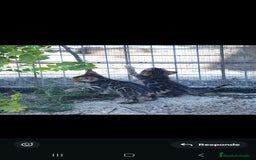 Bengalí gatos en venta: Gatos bengali en Murcia - Imagen 14