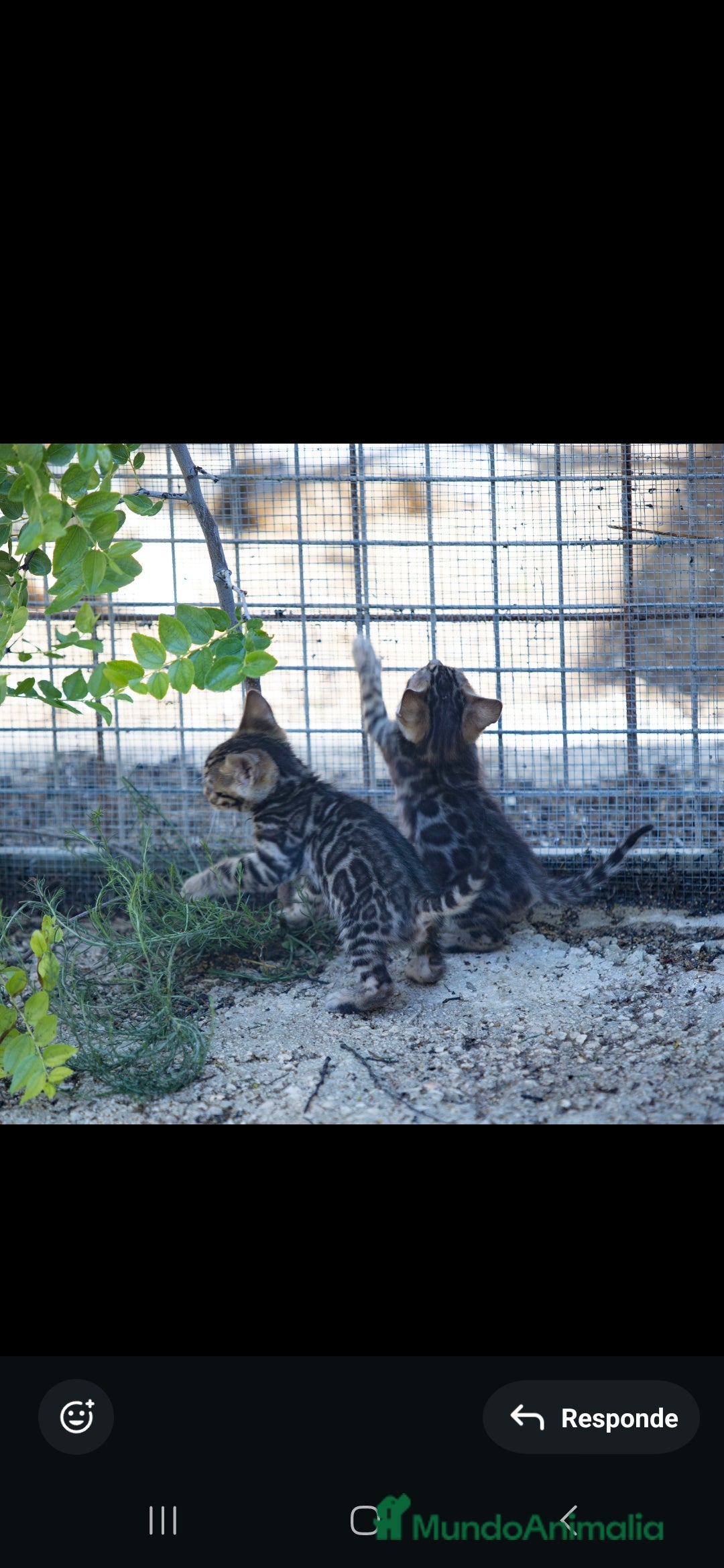 Bengalí gatos en venta: Gatos bengali en Murcia - Imagen 14