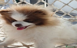 Pomerania perros en venta: Pomerania hembra excelente pedigree  - Imagen 1
