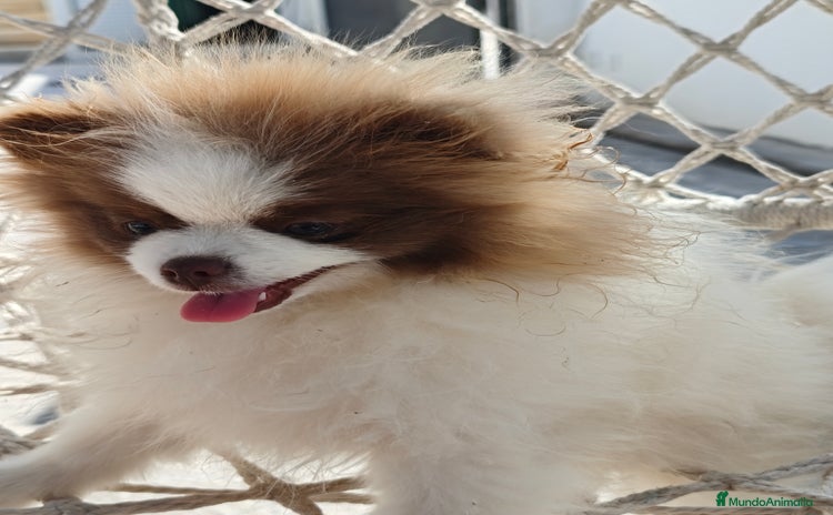 Pomerania perros - Anuncio 4