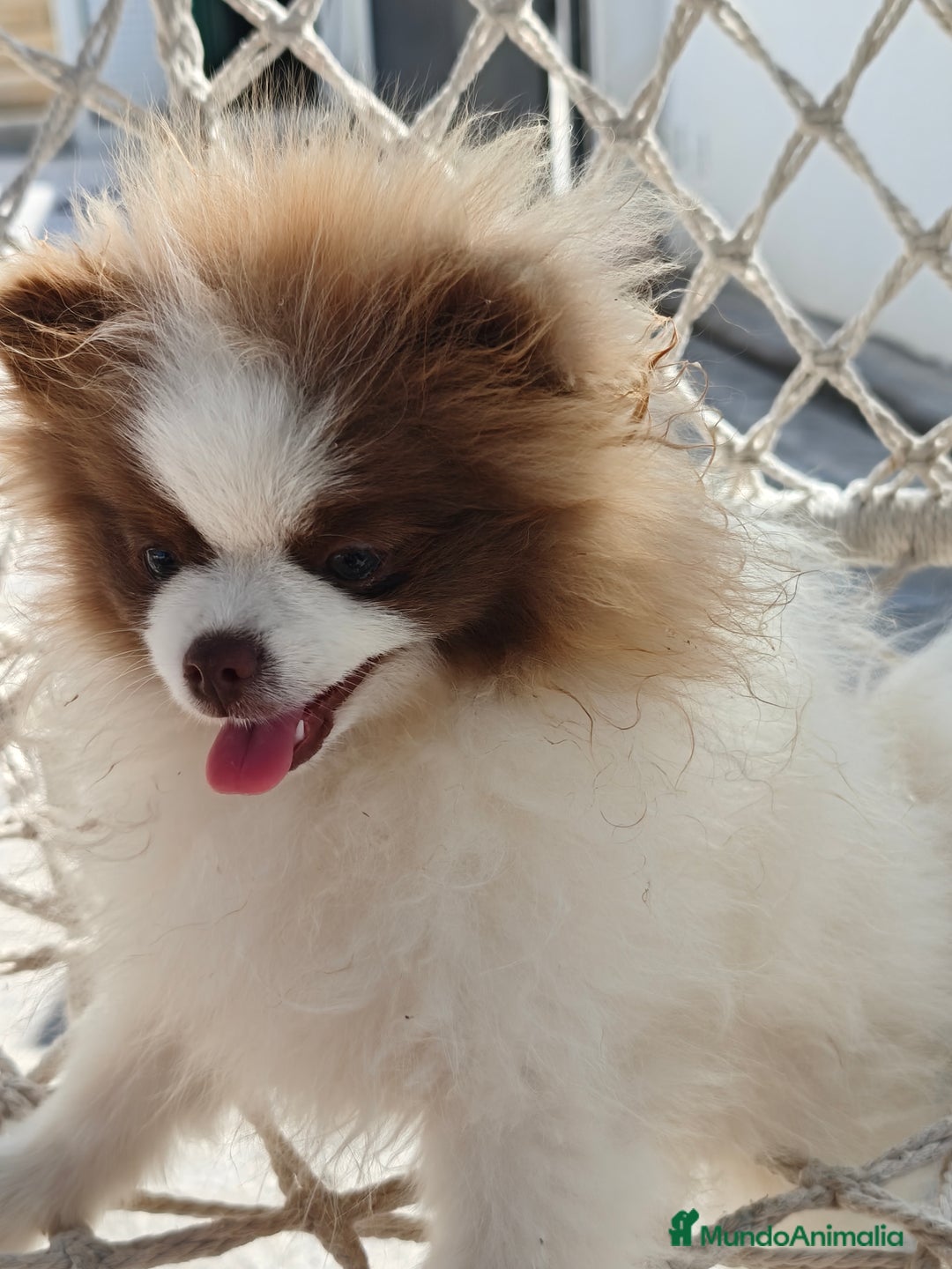 Pomerania perros en venta: Pomerania hembra excelente pedigree  - Imagen 1