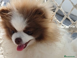 Pomerania perros - Anuncio 16