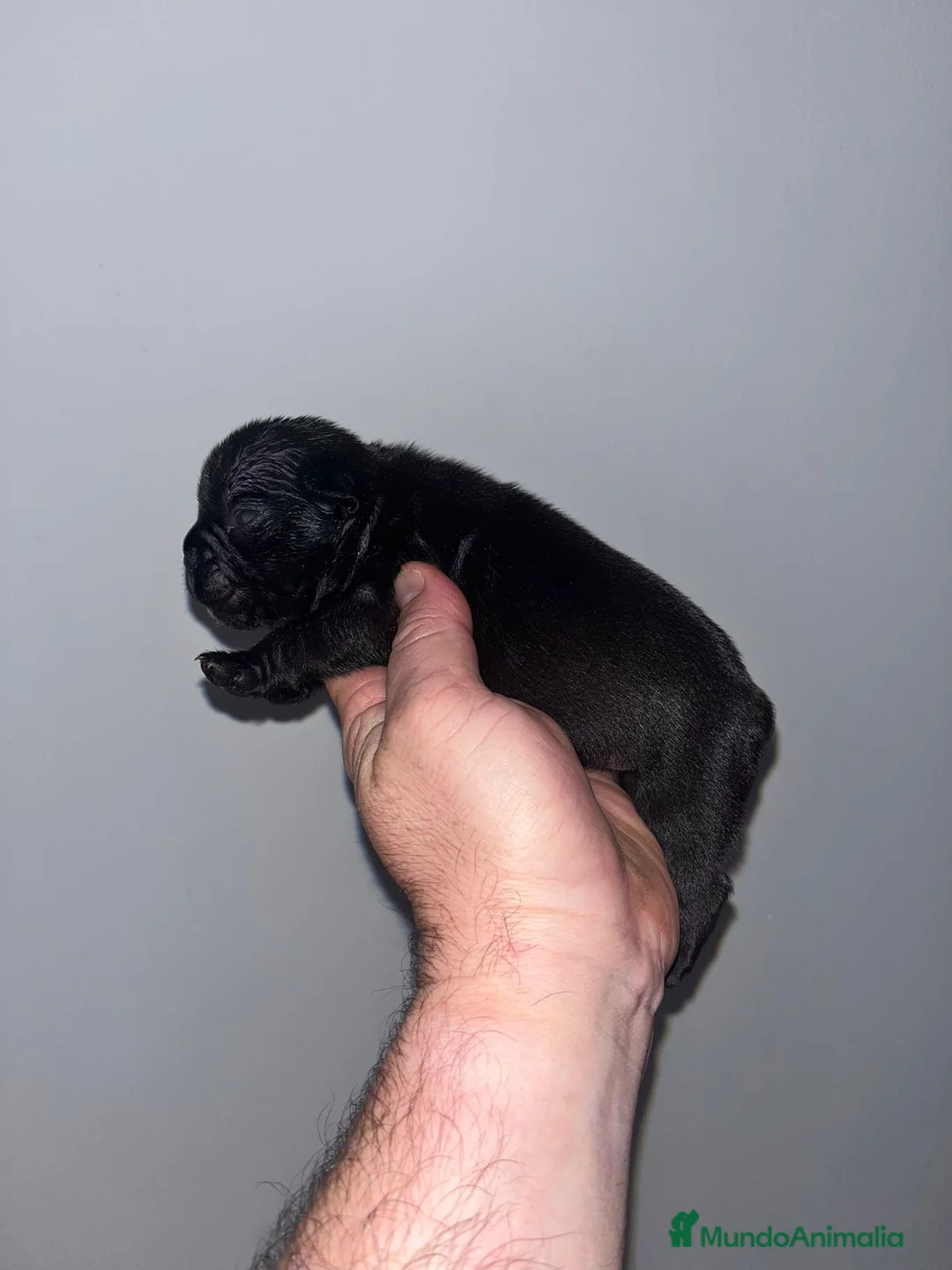 Bulldog Francés perros en venta: Cachorros de Bulldog frances  - Anuncio 7