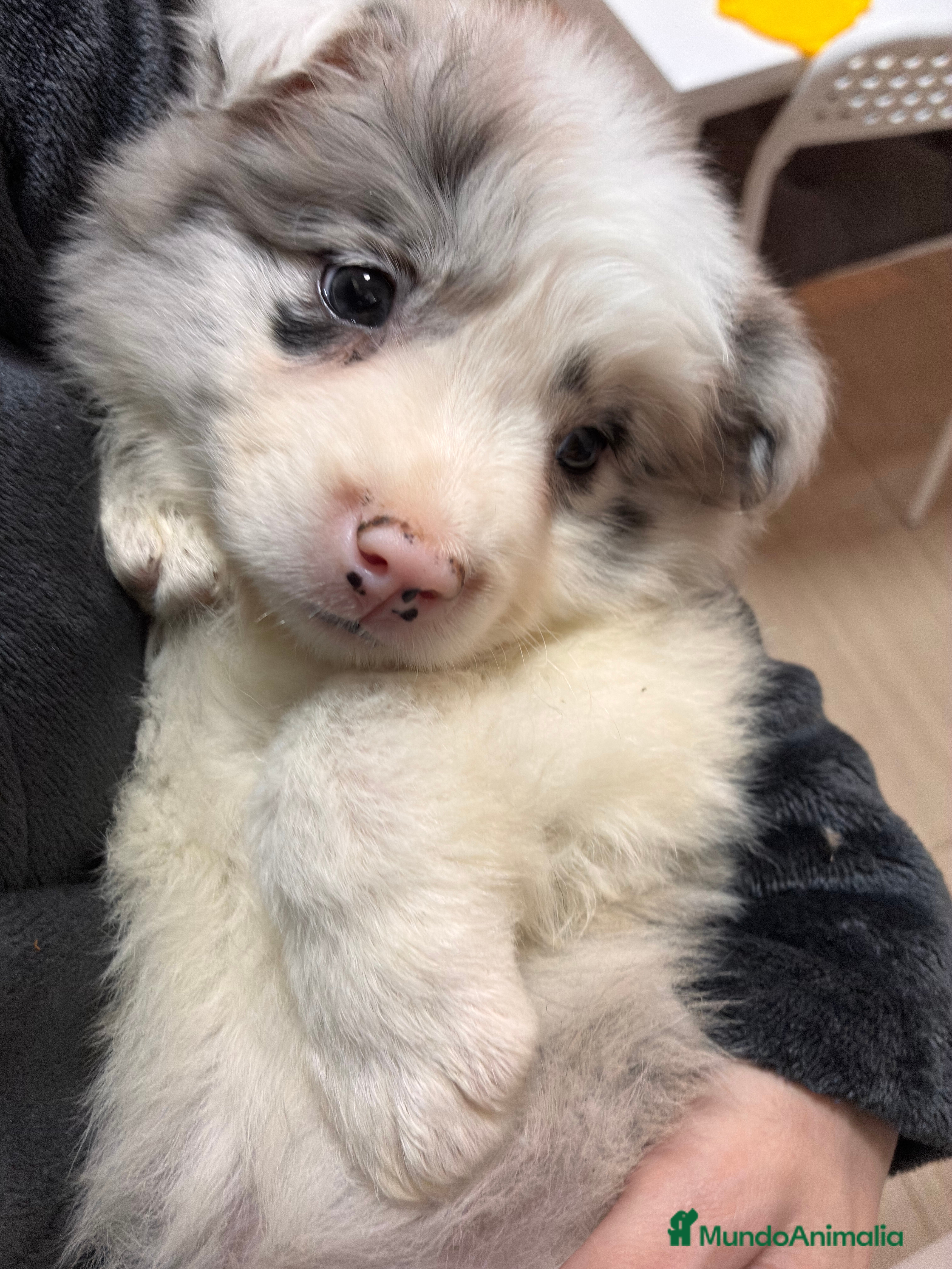 Border Collie perros Cachorra, Border Collie - Anuncio 1