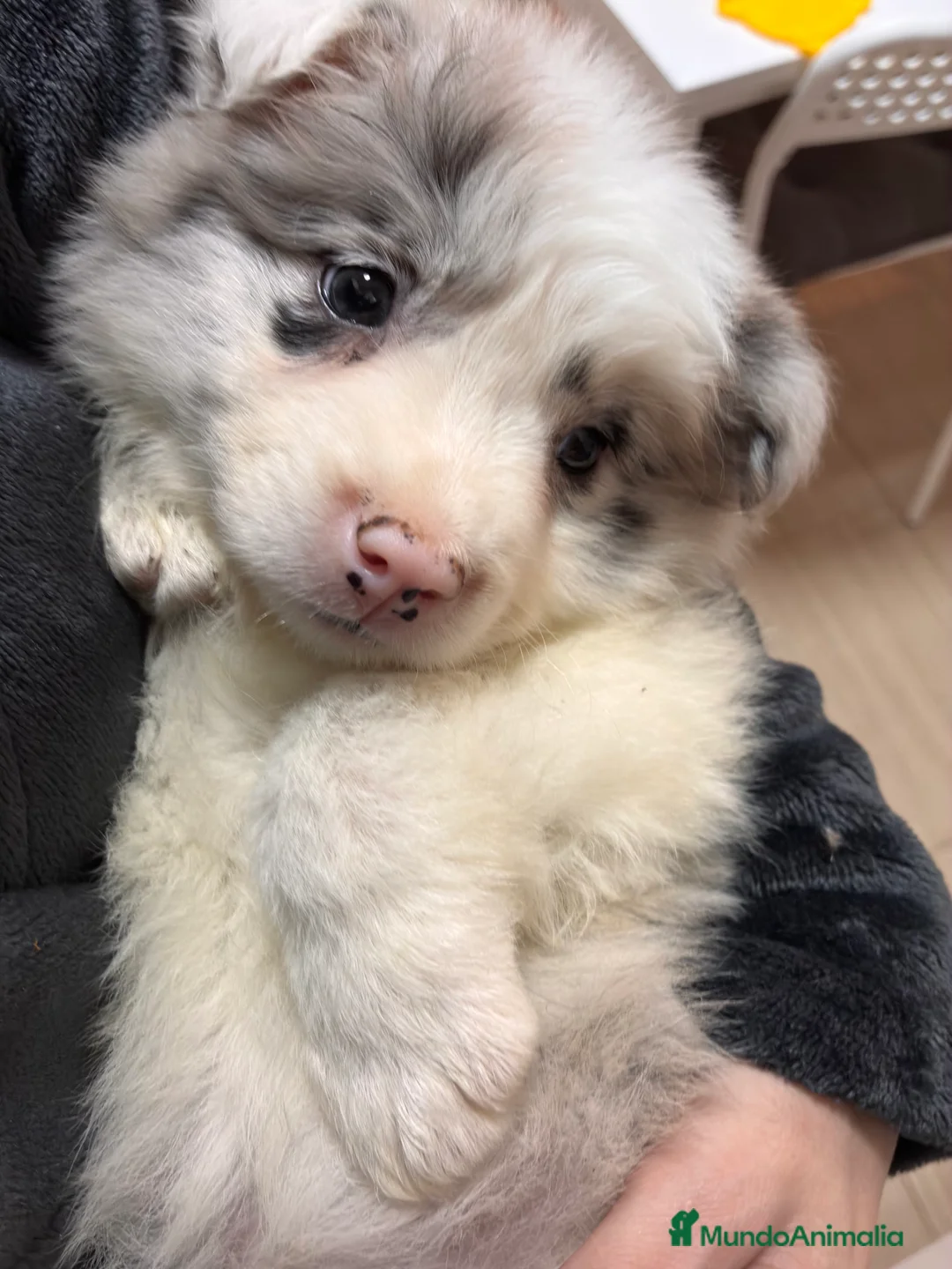 Border Collie perros en venta: Cachorra, Border Collie - Anuncio 1