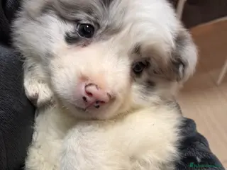 Border Collie perros Cachorra, Border Collie - Anuncio 1