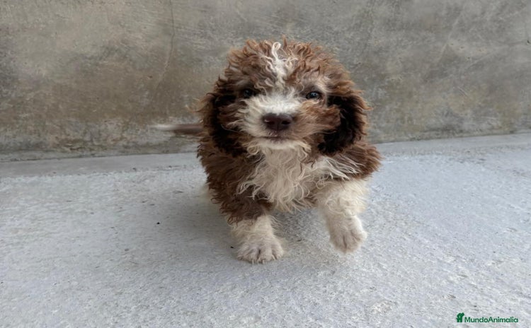 Perro de Agua Español perros - Anuncio 2