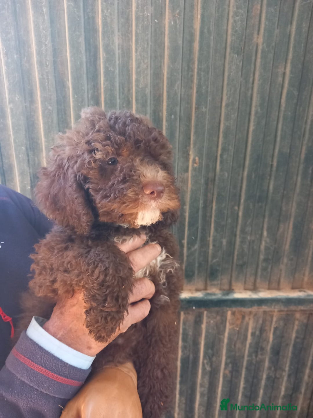 Perro de Agua Español perros en venta: Camada PDAE - Imagen 2