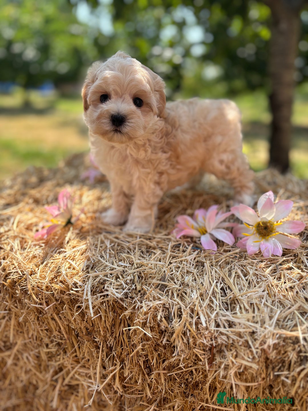 Maltipoo perros en venta: Maltipoo  - Imagen 10