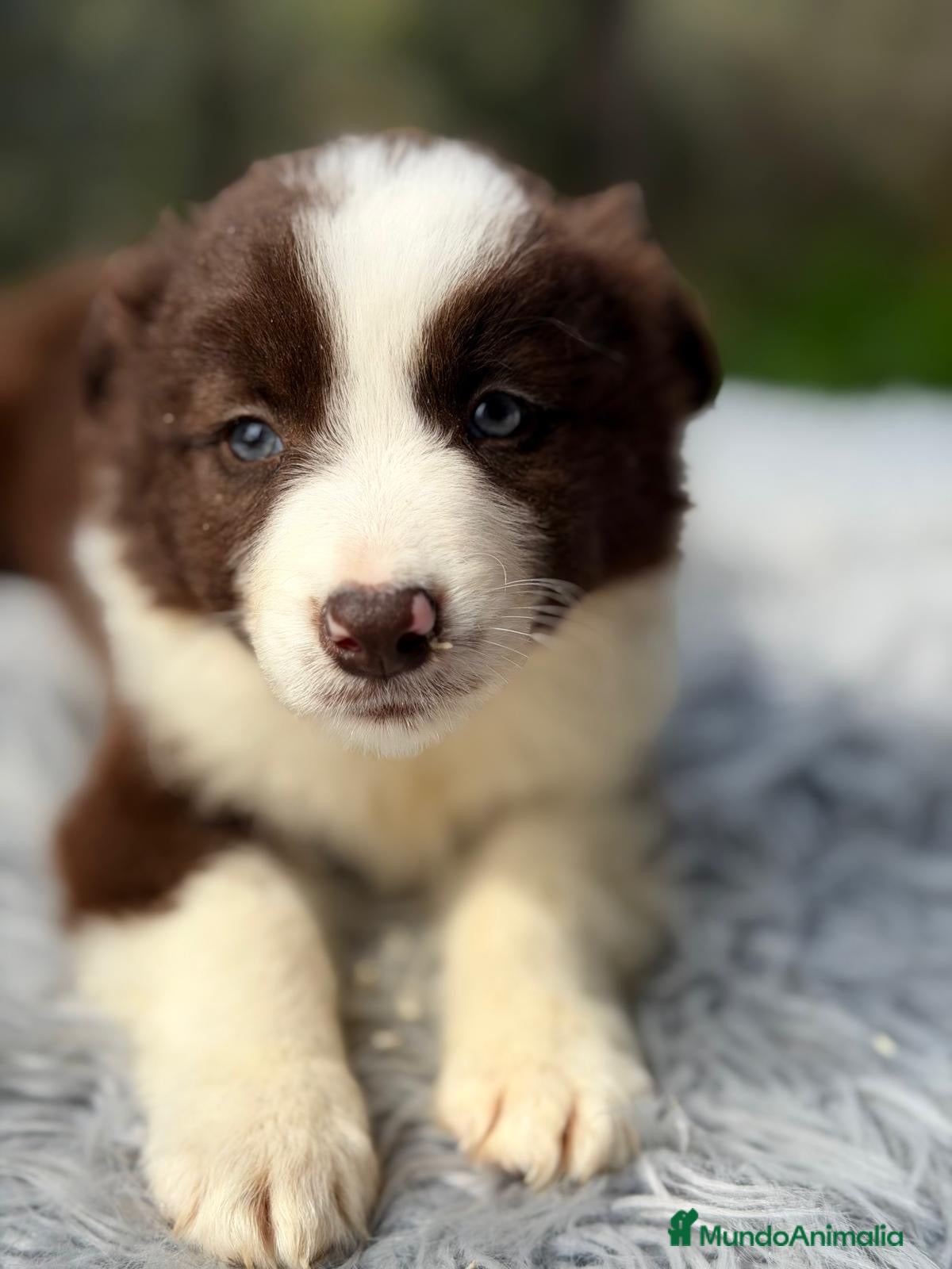 Border Collie perros CAMADA BORDER COLLIE DISPONIBLES - Anuncio 2