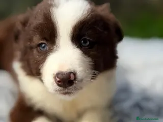 Border Collie perros CAMADA BORDER COLLIE DISPONIBLES - Anuncio 2