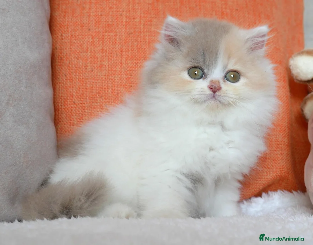 Británico de Pelo Largo gatos en venta: Gatita British Longhair🌸 - Anuncio 2