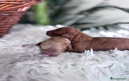 Caniche Toy perros en venta: CANICHE TOY HEMBRA. ENVIOS A TODA ESPAÑA - Imagen 3