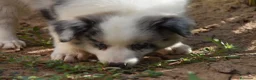 Border Collie perros en venta: Cachorros de Border Collie disponibles - Anuncio 17