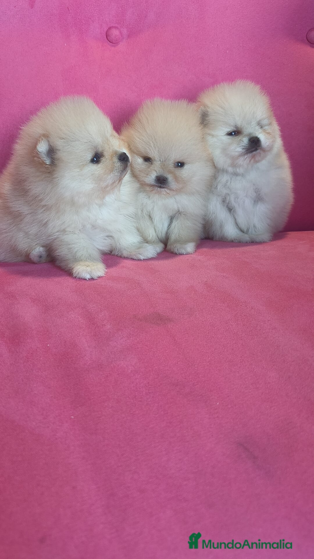 Pomerania perros en venta: Pomerania TOY Crema de calidad - Anuncio 1