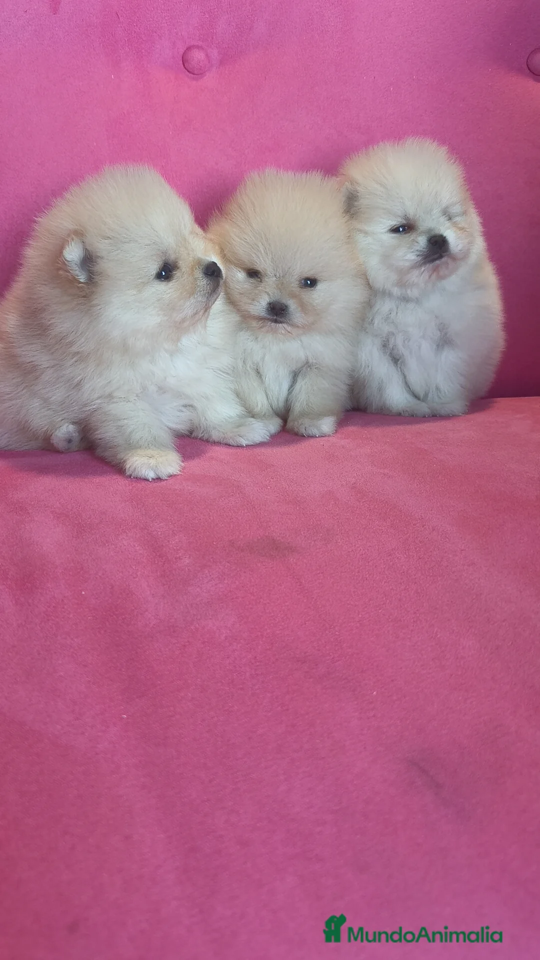 Pomerania perros en venta: Pomerania TOY Crema de calidad - Anuncio 1