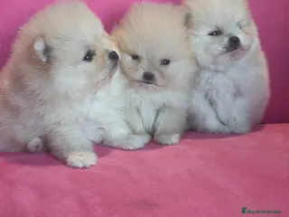 Pomerania perros Pomerania TOY Crema de calidad - Anuncio 11