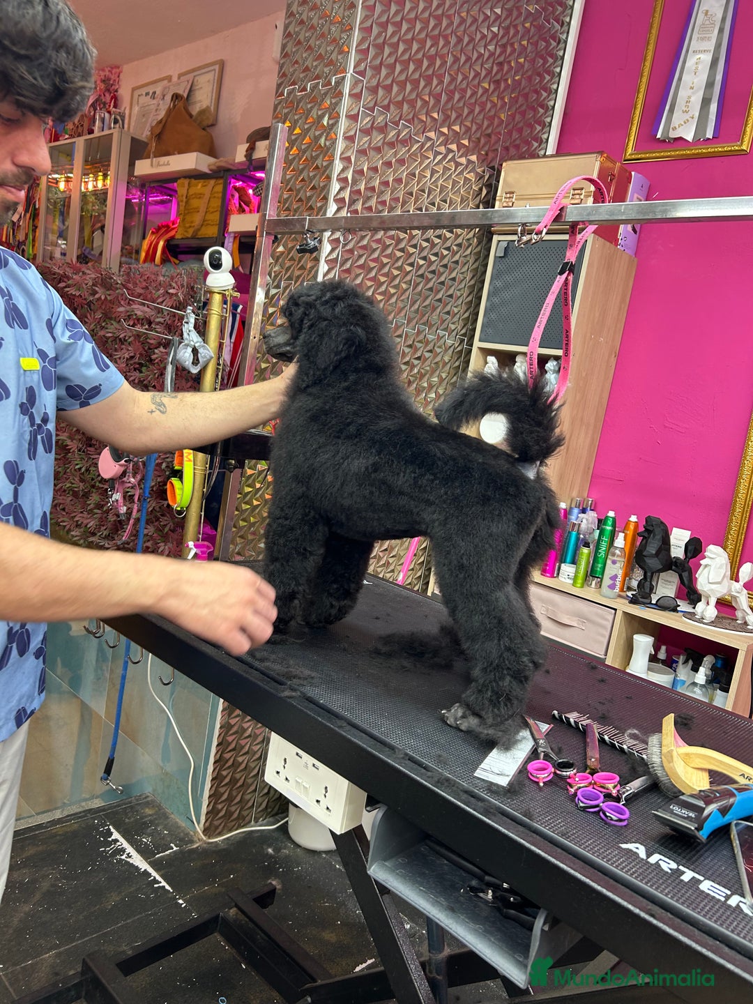 Caniche Gigante perros en venta: Caniche gigante  - Imagen 4
