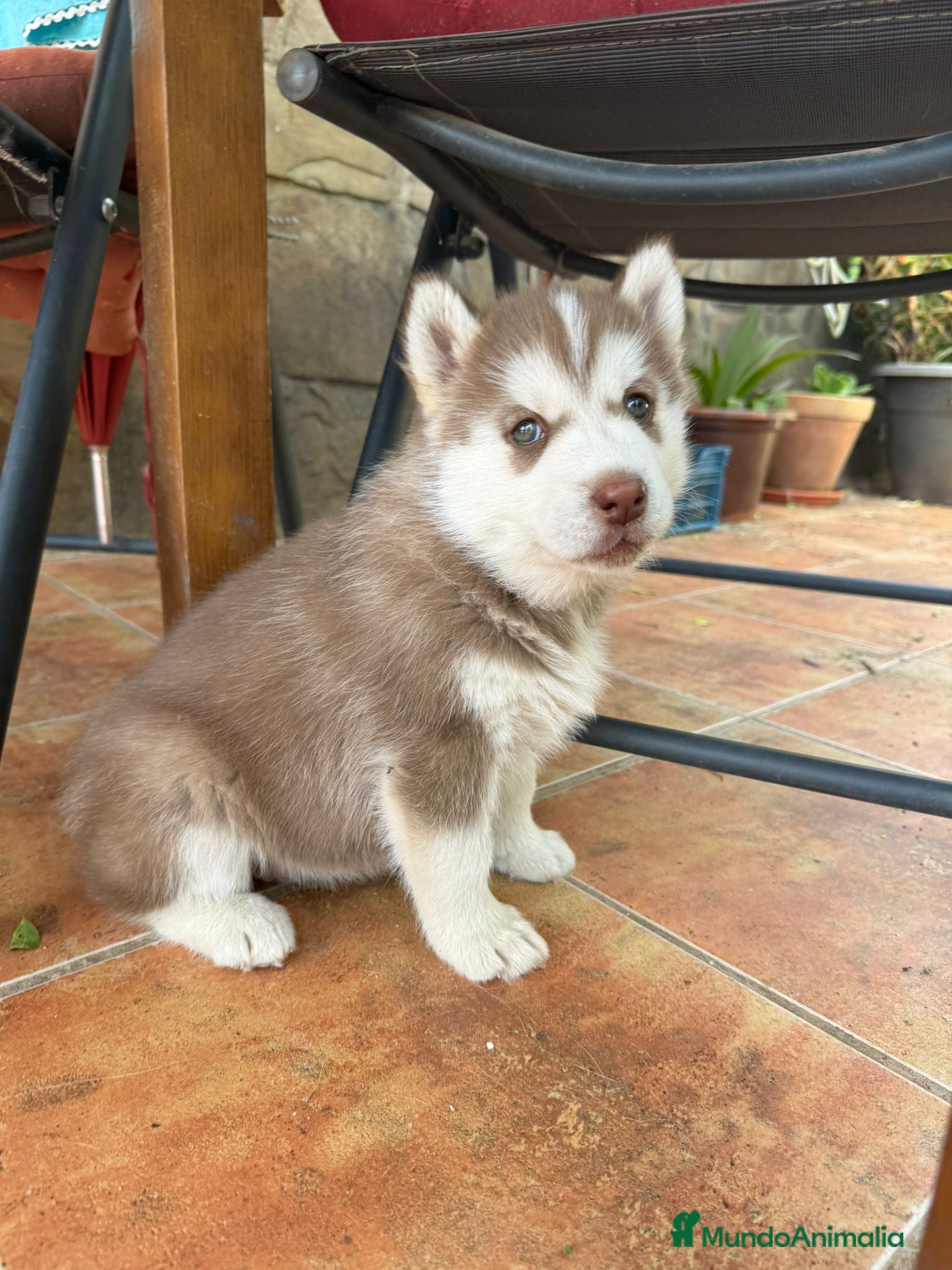 Husky Siberiano perros Husky siberiano  - Anuncio 1