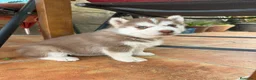 Husky Siberiano perros en venta: Husky siberiano  - Anuncio 1