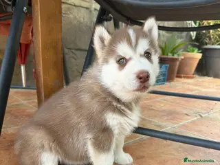 Husky Siberiano perros Husky siberiano - Anuncio 27