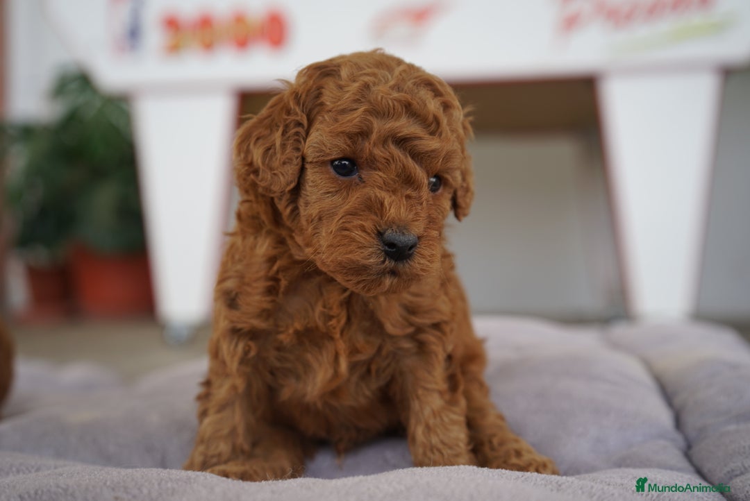 Caniche Toy perros en venta: ❤️ Caniche Toy rojo 🐾 - Imagen 3
