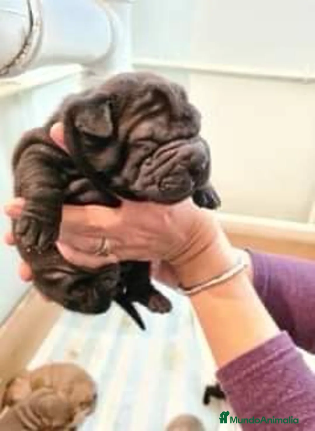 Shar Pei perros en venta: LOS MEJROES BEBE SHAR PEI  en Málaga - Anuncio 4