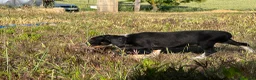 Raza Mixta perros en venta: Perro de caza raza Tobías (conejero) - Anuncio 3