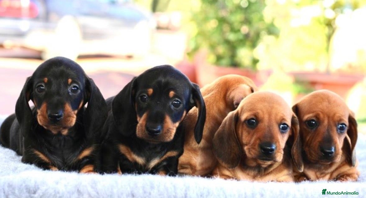 Teckel Miniatura perros CACHORROS TECKEL NEGROS Y MARRONES - Anuncio 1