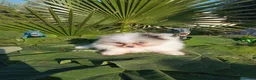 Pomerania perros en venta: Pomeranias Toy - Anuncio 7
