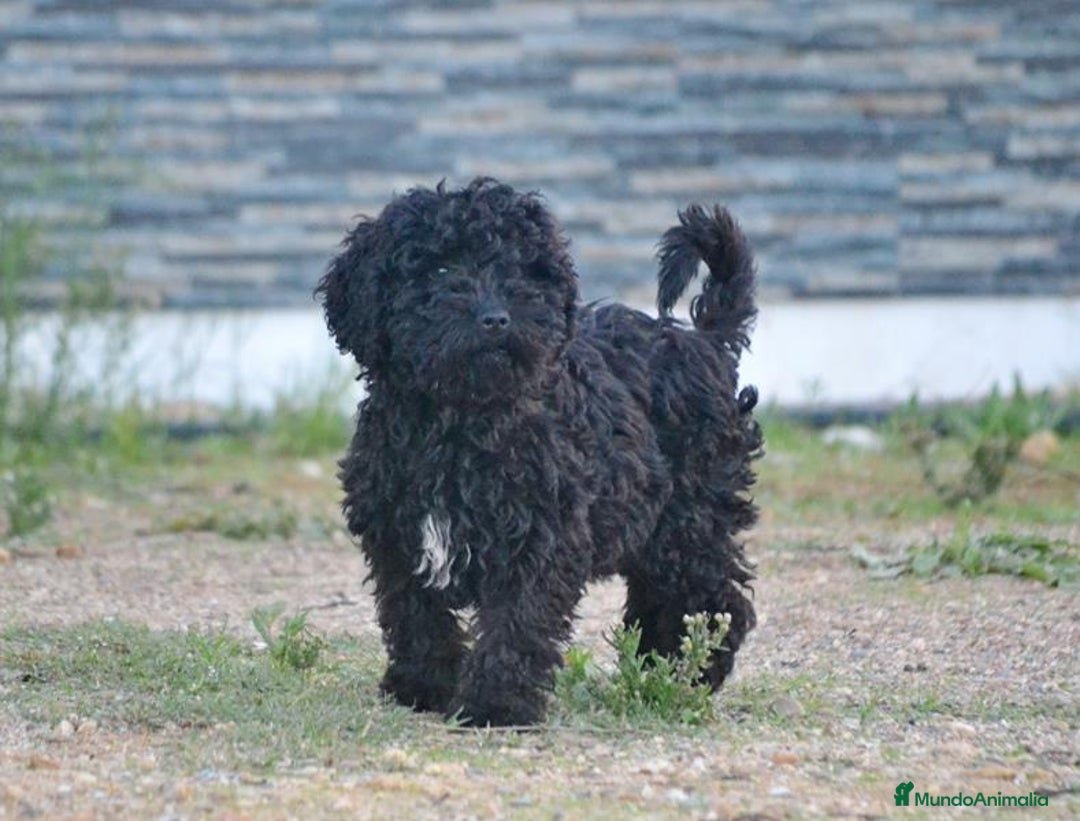 Perro de Agua Español perros en venta: Cachorra perro de agua español - Anuncio 6